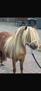 1e premie shetlander merrie, Merrie, A pony (tot 1.17m)