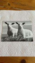 Postkaart - Lammetjes, Ophalen of Verzenden, 1980 tot heden, Ongelopen, Overige soorten