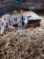 Te koop mooie jonge bonte ooien, Dieren en Toebehoren, Vrouwelijk, Schaap
