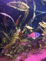 Aquarium met alle toebehoren, Dieren en Toebehoren, Ophalen, Zo goed als nieuw, Gevuld zoetwateraquarium