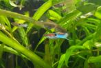 Jonge blue endler guppies guppen, Vis, Zoetwatervis, Schoolvis