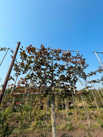 Fagus sylvatica atropunicea rode beuken bomen en leibomen beschikbaar voor biedingen