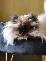 Perzische colour point, Dieren en Toebehoren, Poes, Met stamboom