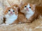 Noorse Boskat kittens, Meerdere dieren, Langharig, 0 tot 2 jaar