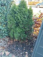 Conifeer zelf uitgraven! 150 cm hoog, Ophalen, 100 tot 250 cm