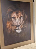 Foto Art | Leeuw op Dibond 140  100, Nieuw, Schilderij, 100 tot 125 cm, Ophalen