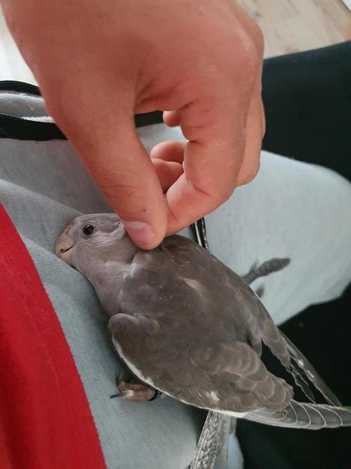 Tamme valkparkiet, Dieren en Toebehoren, Vogels | Parkieten en Papegaaien, Parkiet, Geslacht onbekend