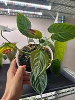 Anthurium veitchii narrow form (4 stekken), Huis en Inrichting, Ophalen of Verzenden, Overige soorten, Minder dan 100 cm