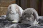 Hele leuke Minilop koppeltjes, dwerghangoor, castraat, Dieren en Toebehoren, Konijnen, Meerdere dieren, Dwerg, Hangoor, 0 tot 2 jaar