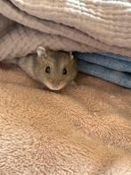 Hamster geboren 11 augustus, Dieren en Toebehoren, Augustus, Geslacht onbekend, Hamster