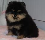 Mini Pomeranian/Pomeriaan Teefje aanwezig in NL, Dieren en Toebehoren, 15 weken tot 1 jaar, Buitenland, Teef, Meerdere