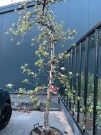 Appelboom elstar, Lente, Halfschaduw, Appelboom, 100 tot 250 cm