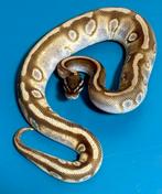 1.0 Odium Mojave Stranger 50% poss. het. Clown, Slang, 0 tot 2 jaar