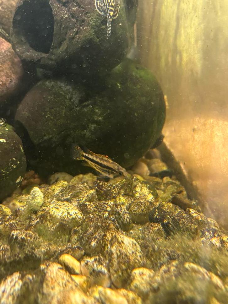 Apistogramma cacatuoides, Dieren en Toebehoren, Vissen | Aquariumvissen, Zoetwatervis, Vis