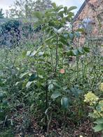 Walnootboompje., Tuin en Terras, Planten | Bomen, Ophalen, Volle zon, Overige soorten, 100 tot 250 cm
