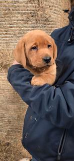 Blonde Labrador pups reu en teef, Dieren en Toebehoren, 8 tot 15 weken, Labrador retriever, CDV (hondenziekte), Meerdere dieren