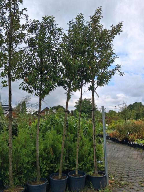Portugese laurier bomen, prunus lusitanica angustifolia, Tuin en Terras, Planten | Bomen, Bolboom, 250 tot 400 cm, Halfschaduw