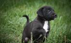Patterdale terrier pups! Donker grijs/zwart, Dieren en Toebehoren, Rabiës (hondsdolheid), Overige rassen, 8 tot 15 weken, Meerdere