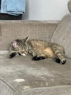 Kat met alle benodigheden ophalen Rotterdam, Dieren en Toebehoren, Katten en Kittens | Raskatten | Korthaar, Kater