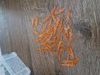 LEGO vlam transparant oranje (6126b) – 40 stuks, Ophalen of Verzenden