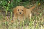 Vrolijke Cockapoo x Cocker Spaniel pups, Dieren en Toebehoren, Nederland, CDV (hondenziekte), 8 tot 15 weken, Meerdere