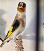 Majoor putters mannen van 22 en 23 en 25, Dieren en Toebehoren, Vogels | Overige Vogels, Mannelijk, Wildzangvogel, Geringd