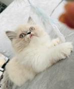 🐾 Perzisch met lief neusje & Brits Korthaar zoeken liefde!, Dieren en Toebehoren, Katten en Kittens | Raskatten | Langhaar, Poes
