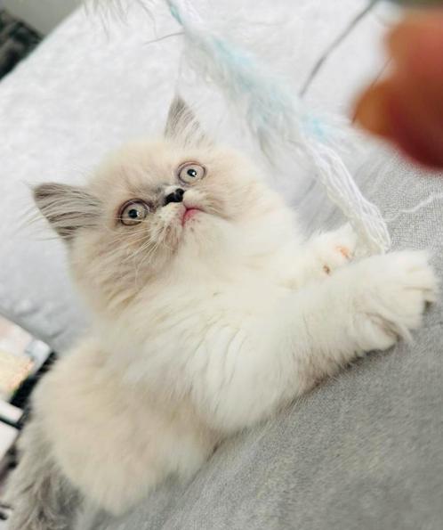 🐾 Perzisch met lief neusje & Brits Korthaar zoeken liefde!, Dieren en Toebehoren, Katten en Kittens | Raskatten | Langhaar, Poes