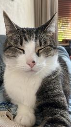 Gezocht: huisje met ruimte voor kat Mick (5), Dieren en Toebehoren, Katten en Kittens | Overige Katten, Kater, Kortharig, 3 tot 5 jaar