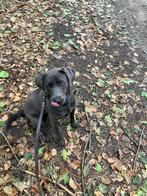 Labrador / weimaraner zoekt fijn plekje, 1 tot 2 jaar, Teef, Eén hond, Nederland