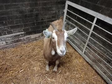 Toggenburger geit beschikbaar voor biedingen