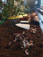 Gratis afrikaanse reuzeslakken, 0 tot 2 jaar