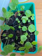 Pannenkoekplant Stekjes (10 stuks), Huis en Inrichting, Kamerplanten, Ophalen, Overige soorten, Halfschaduw, In pot
