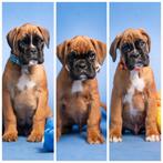 Duitse boxer pups jongens, Dieren en Toebehoren, Nederland, Rabiës (hondsdolheid), Overige rassen, 8 tot 15 weken