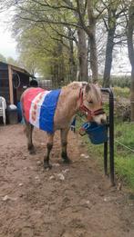 Verzorgpaard aangeboden / Kaatsheuvel / verzorgster gezocht!, Dieren en Toebehoren, Ophalen