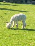 Alpaca hengst te huur, Dieren en Toebehoren, Schapen, Geiten en Varkens, Mannelijk, Schaap
