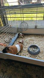 2 vrouw (inmiddels gereserv. ) 1 man cavia . Geboren 1 juli., Meerdere dieren, Cavia, Na 1 juli 2024, Tam