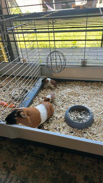 2 vrouw (inmiddels gereserv. ) 1 man cavia . Geboren 1 juli. beschikbaar voor biedingen