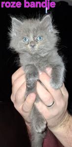 Ragdoll kittens, Dieren en Toebehoren, Katten en Kittens | Raskatten | Langhaar, Meerdere dieren, Ontwormd