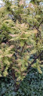 Sorbaria Sorbifolia stekjes, Tuin en Terras, Planten | Bomen, Halfschaduw, Minder dan 100 cm, Zomer, Overige soorten