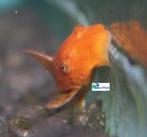 Ancistrus spec. "Red", Dieren en Toebehoren, Vis, Zoetwatervis