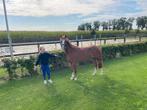 Super leuk B pony, Merrie, Dressuurpony, Zadelmak, 3 tot 6 jaar