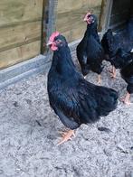 Twee dubbelgezoomde barnevelder hanen, Dieren en Toebehoren, Pluimvee