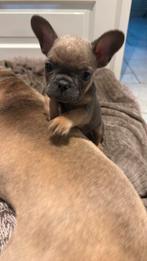 Franse Bulldog pups – 3 reutjes & 1 teefje –!, Dieren en Toebehoren, Honden | Bulldogs, Pinschers en Molossers, Parvo, 8 tot 15 weken