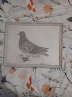 mooie orgn.tekening van Postduif., Ophalen of Verzenden
