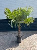 Trachycarpus Fortunei palmboom Stamhoogte 60 cm, Zomer, Volle zon, Ophalen, Palmboom