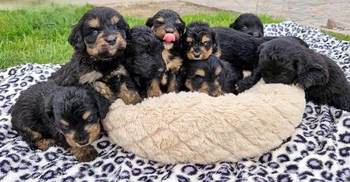 Mini bernedoodle pups te koop Berner Sennen x poedel, Dieren en Toebehoren, Honden | Chihuahua's en Gezelschapshonden, Meerdere dieren