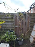 Vlinderstruik donkerpaars exclusief pot OPHALEN, Tuin en Terras, Planten | Tuinplanten, Volle zon, Vaste plant, Zomer, Ophalen