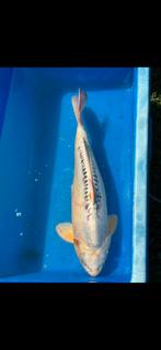 (30) Koi / Koi karper -  50 cm., Karper of Koi