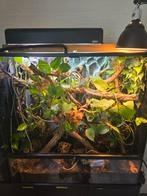 Exo terra terrarium voor kameleon 90x45x90 all incl., Dieren en Toebehoren, Reptielen en Amfibieën | Toebehoren, Ophalen, Gebruikt